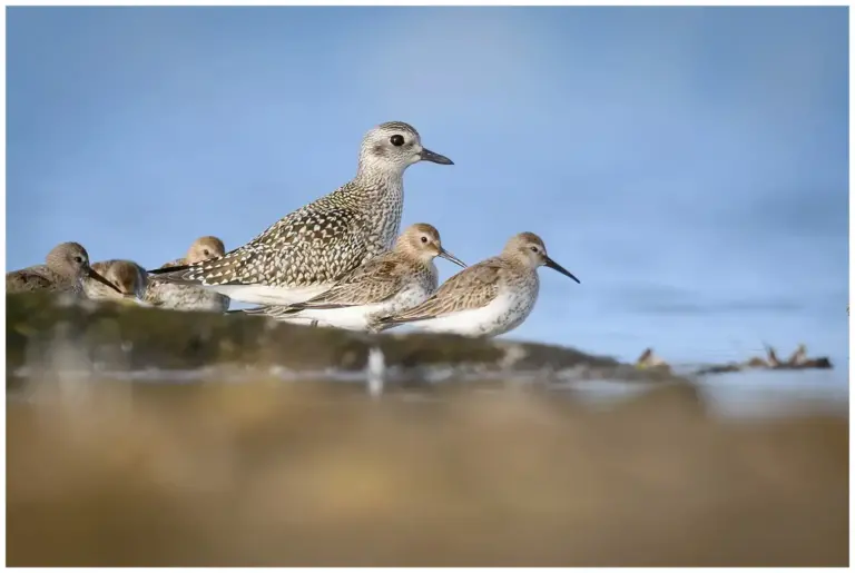 Kustpipare - (Grey Plover) - med kärrsnäppor