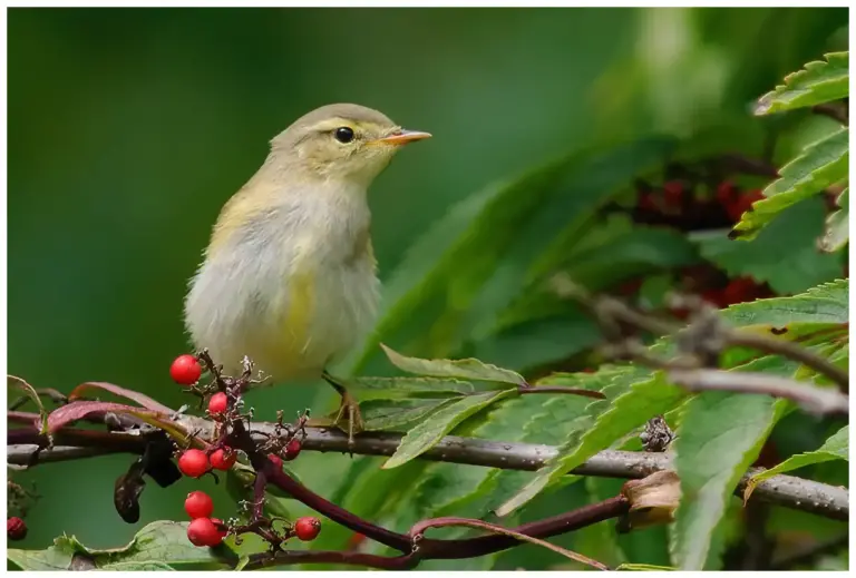 Lövsångare - (Willow Warbler)