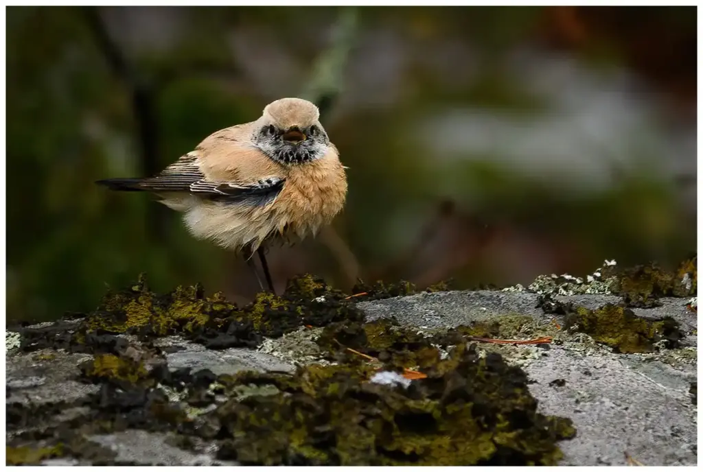 Ökenstenskvätta - (Desert Wheatear)