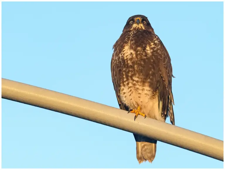 Ormvråk - (Common Buzzard)