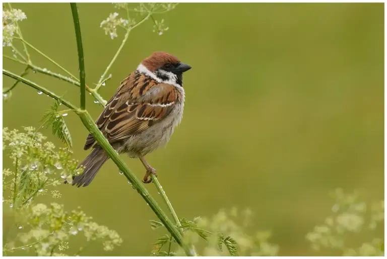 Pilfink - (Passer montanus)