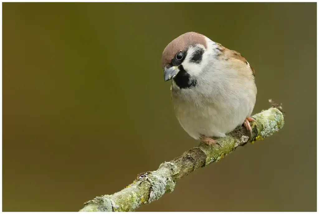 Pilfink - (Eurasian Tree Sparrow)