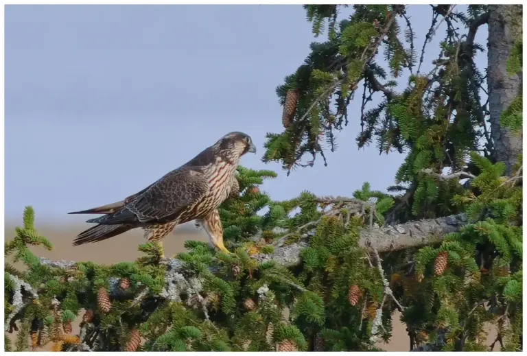 Pilgrimsfalk - (Peregrine Falcon) - i en gran