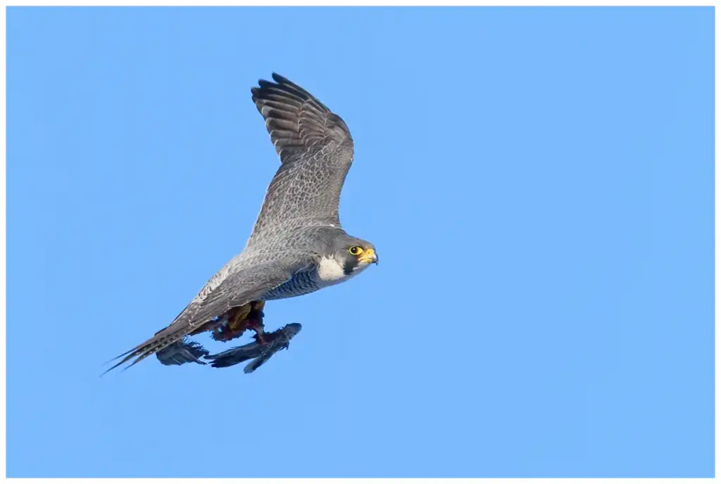 Pilgrimsfalk - (Peregrine Falcon)