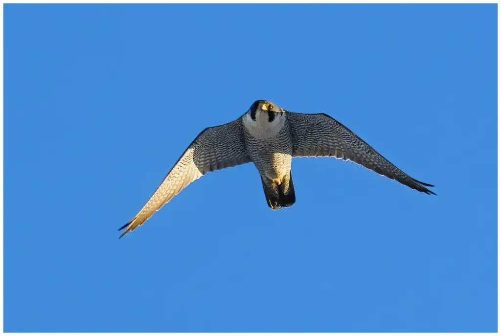 Pilgrimsfalk - (Peregrine Falcon)