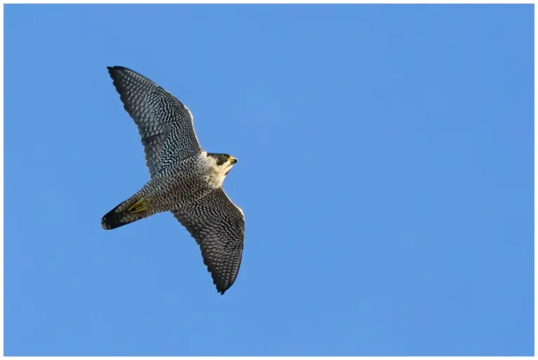 Pilgrimsfalk - (Peregrine Falcon)