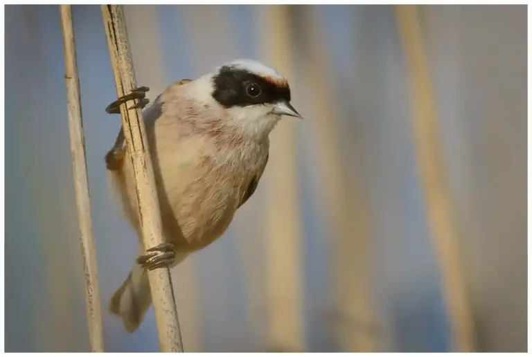 Pungmes - (Eurasian Penduline Tit)