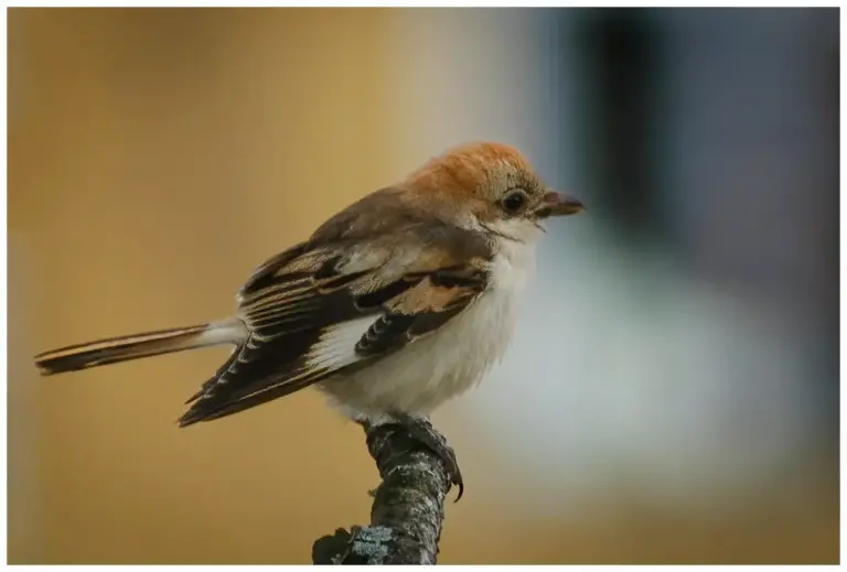 Rödhuvad Törnskata - (Woodchat Shrike)