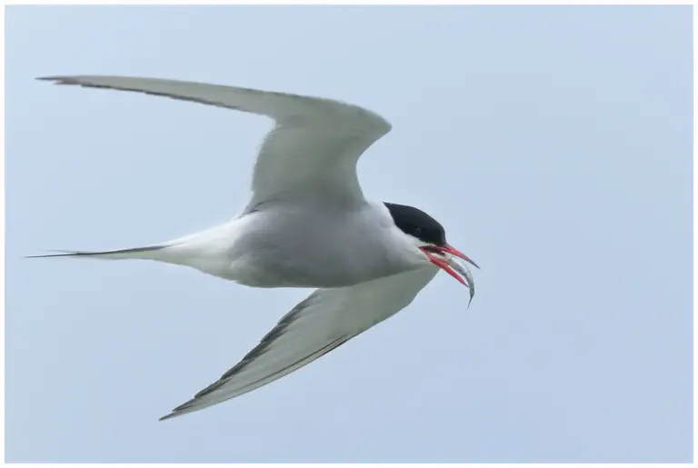 Silvertärna - (Arctic Tern) - fisk i näbben