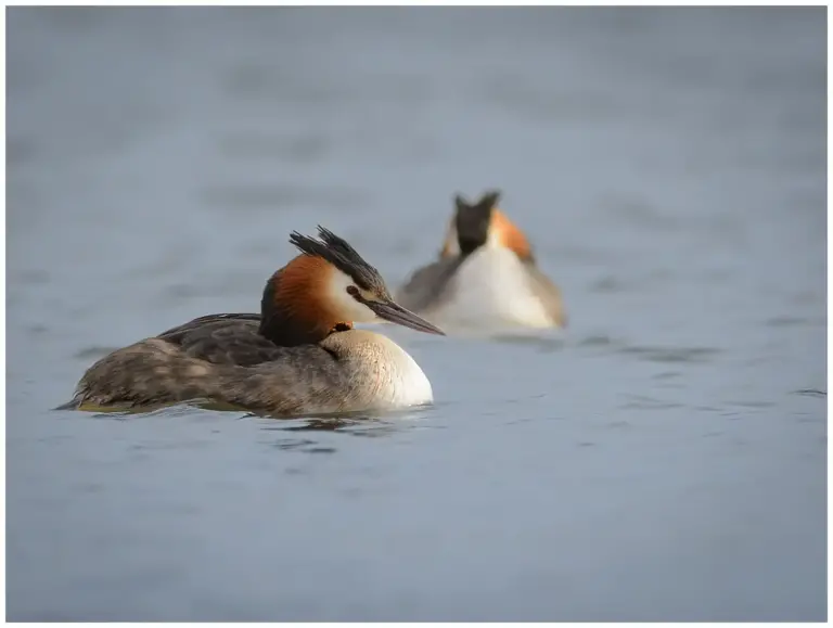 Skäggdopping - (Great Crested Grebe) - ett par i vattnet