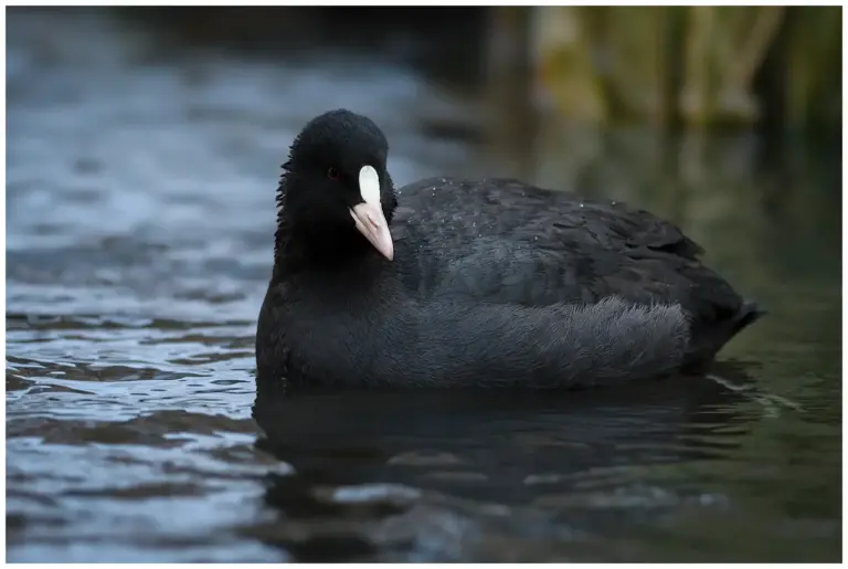 Sothöna - (Eurasian Coot)