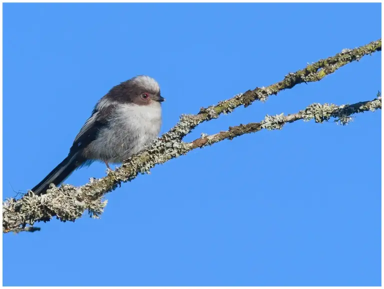 Stjärtmes - (Long-tailed Tit) - ungågel på en gren