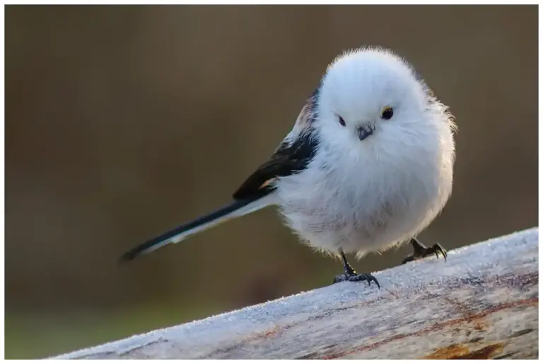 stjartmes - (long tailed tit)