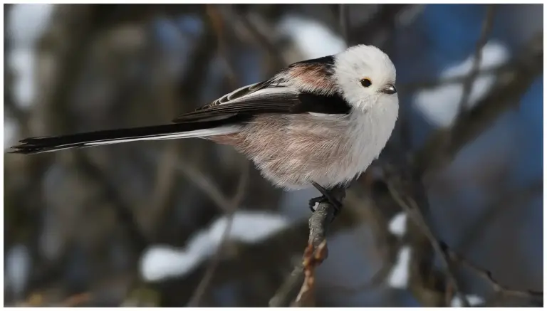 Stjärtmes - (Long-tailed Tit)