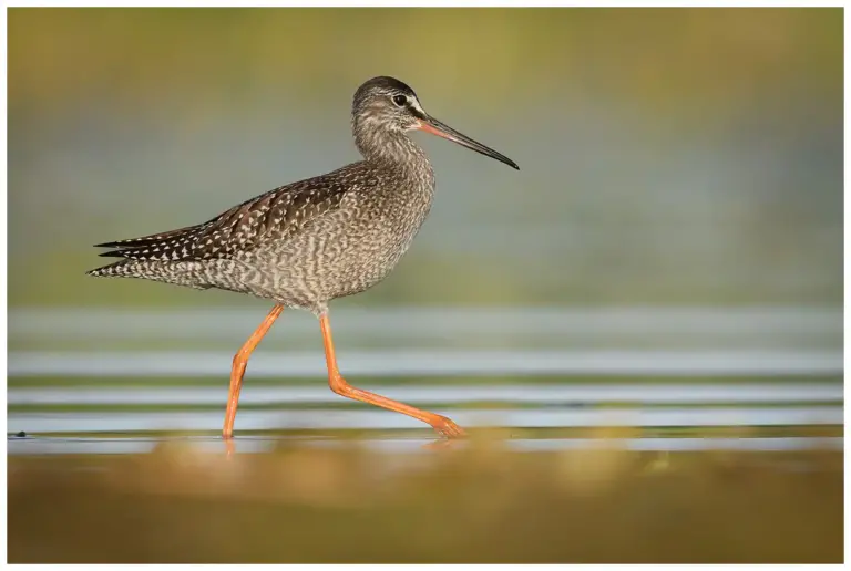 svartsnäppa - (spotted -redshank)