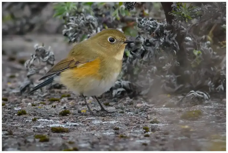 Tajgablåstjärt - (Red flanked Bluetail) - Grönhögen