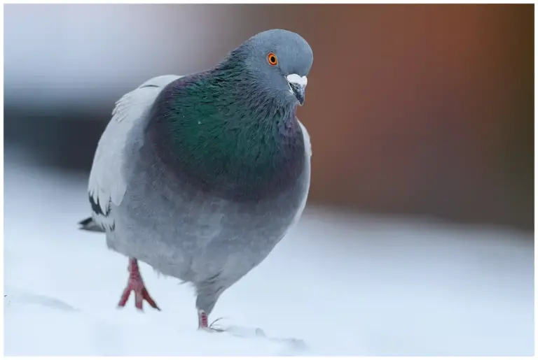 Tamduva - Rock Dove