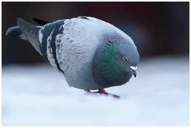 Tamduva - (Rock Dove)