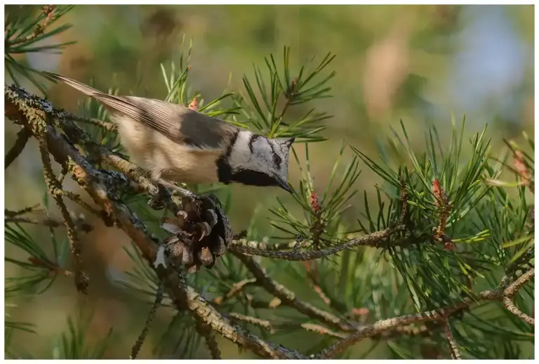 Tofsmes - (Crested Tit)