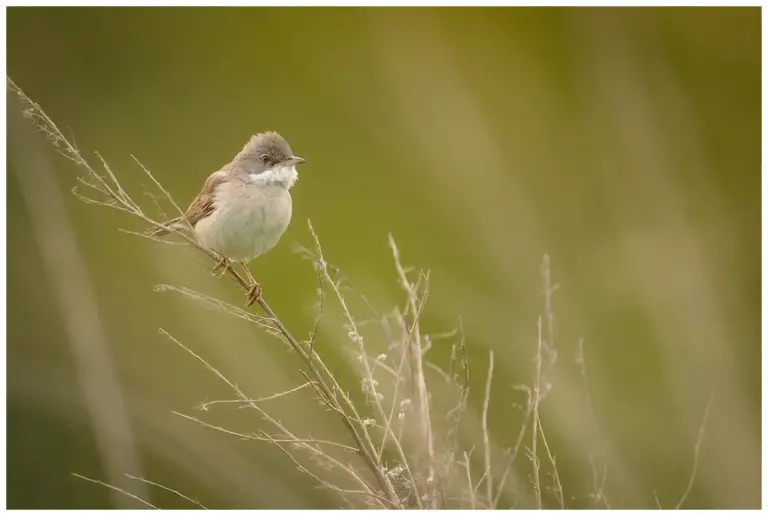 Törnsångare - (Common Whitethroat)