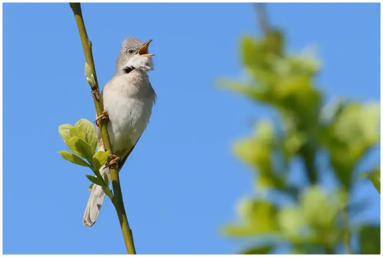 Törnsångare - (Common Whitethroat) - sjunger