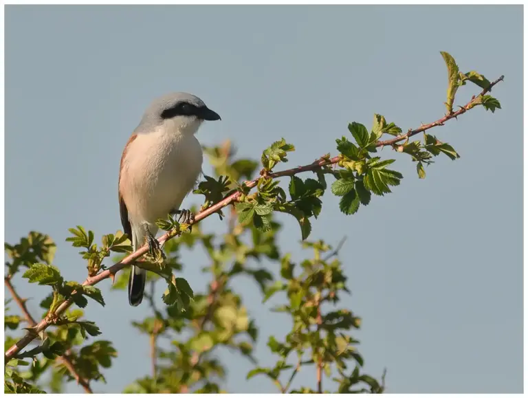 Törnskata - (Red-backed Shrike) - hanne