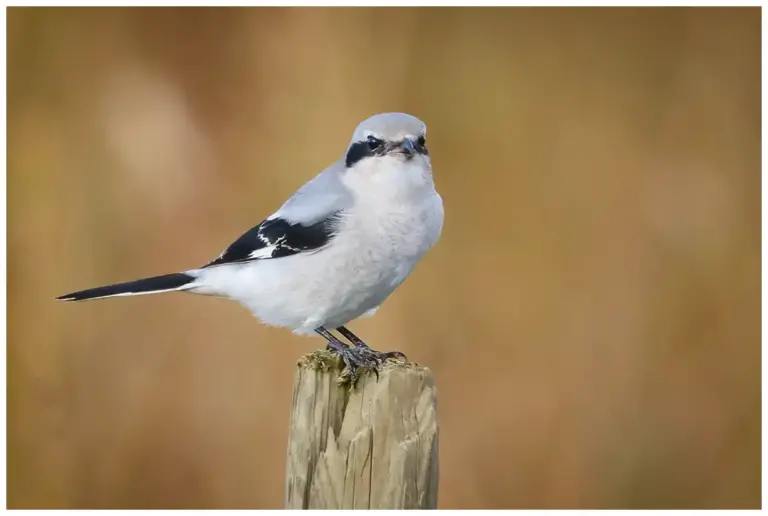 Varfågel - (Great Grey Shrike)