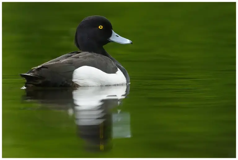 Vigg - (Tufted Duck)