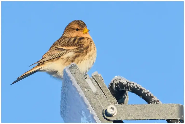 vinterhämpling - (twite)