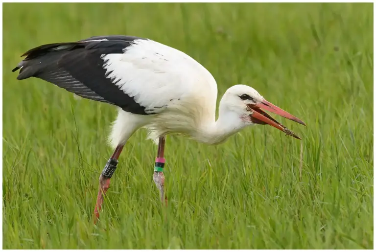 Vit Stork - (White Stork)