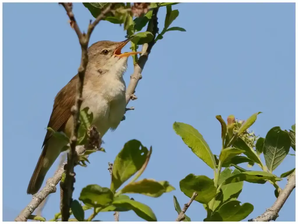 Busksångare - (Blyth’s Reed Warbler) - sjunger