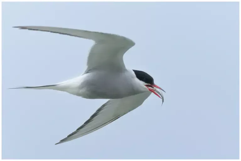 Silvertärna - (Arctic Tern) - fisk i näbben