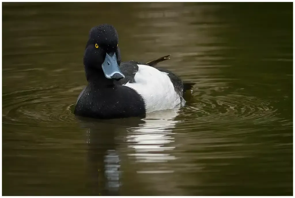 Vigg - (Tufted Duck)