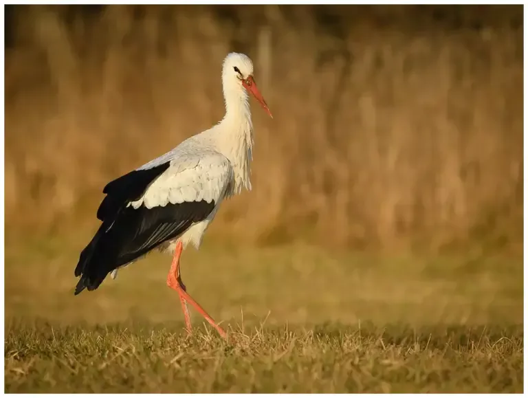 Vit Stork - (White Stork)