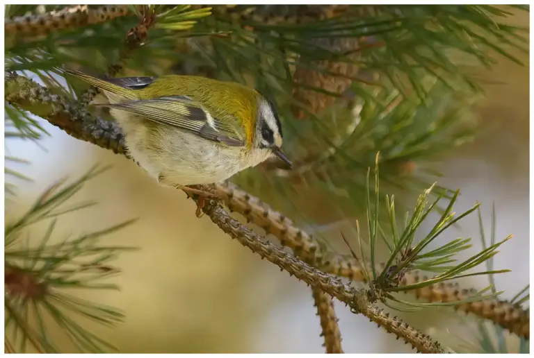 Brandkronad Kungsfågel - (Firecrest) - i en tall