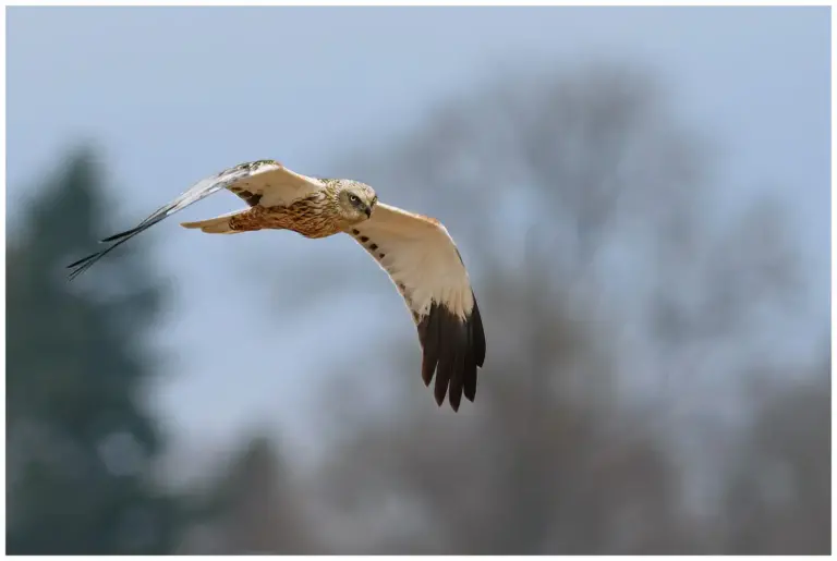 Brun Kärrhök - (Western Marsh Harrier)