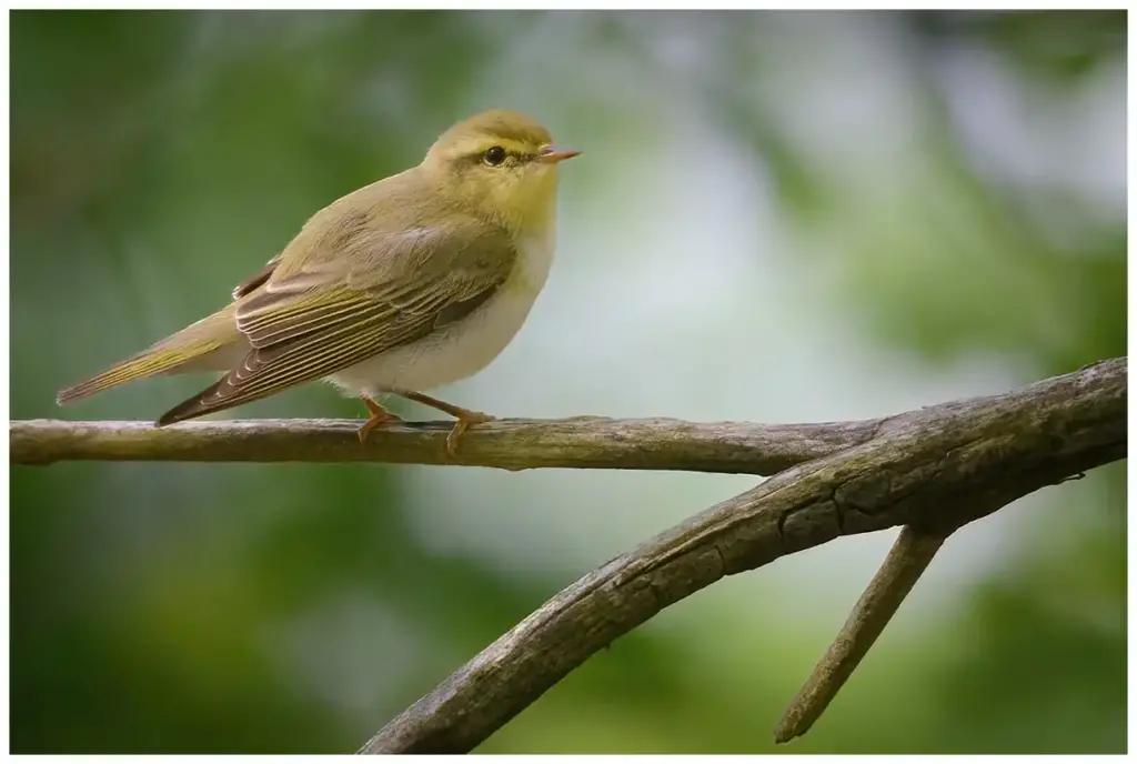 Grönsångare - (Wood Warbler)