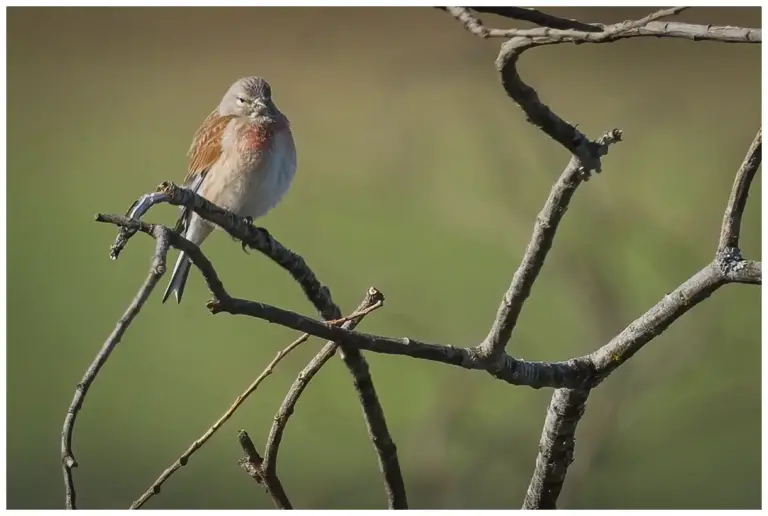 Hämpling - (Common Linnet)