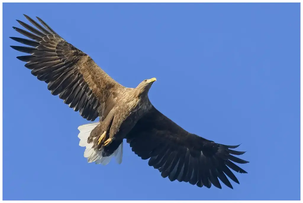 Havsörn - (White-tailed Eagle)