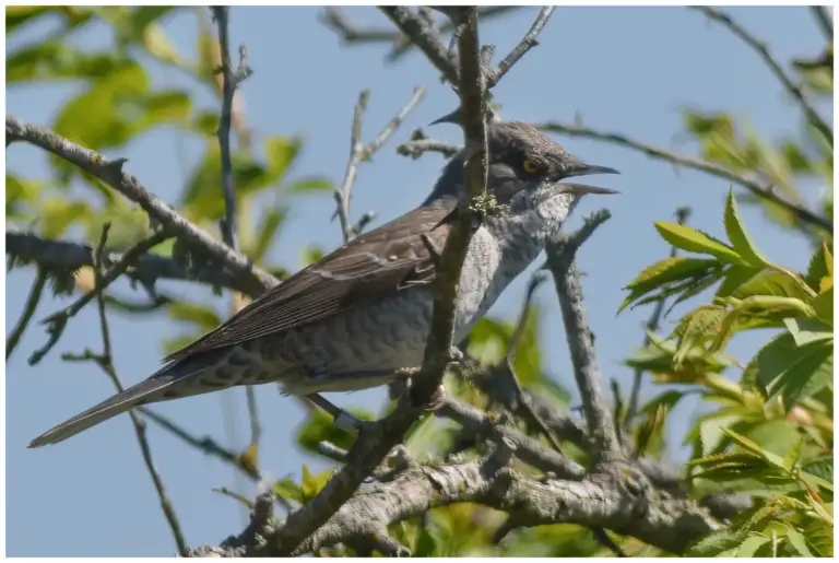 Höksångare – (Barred Warbler)