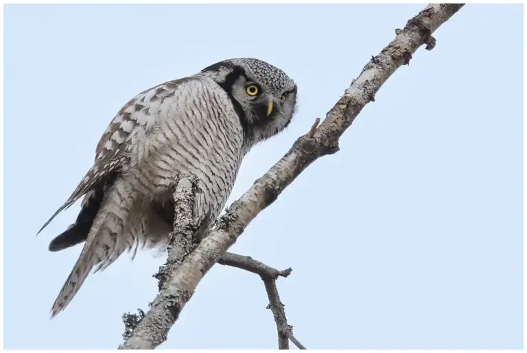 Hökuggla - (Northern Hawk Owl)