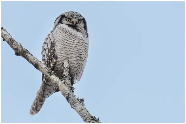 Hökuggla - (Northern Hawk Owl)