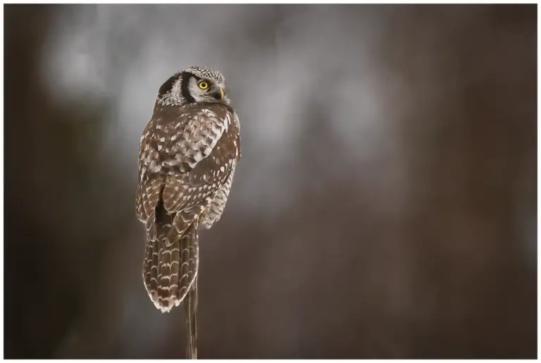 Hökuggla - (Northern Hawk Owl)