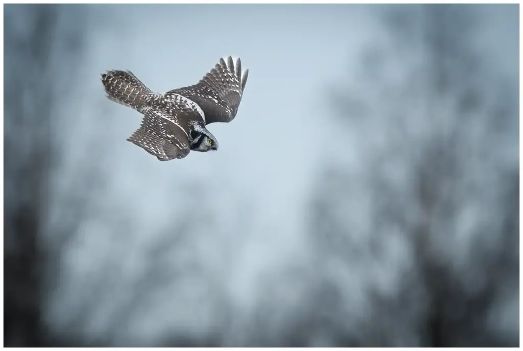 Hökuggla - (Northern Hawk Owl)