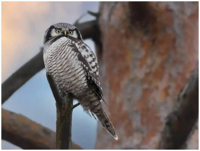 Hökuggla - (Northern Hawk Owl)