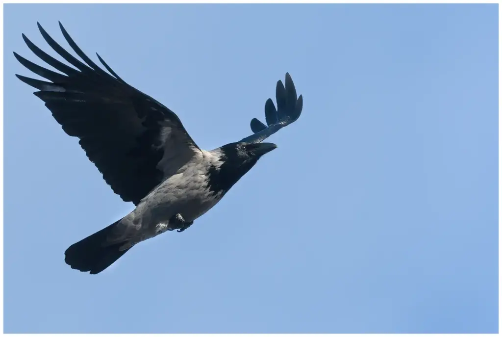 Kråka - (Carrion Crow)