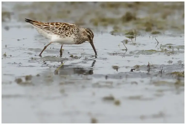 Myrsnäppa - (Broad-billed Sandpiper)