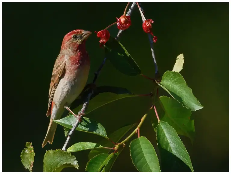 Rosenfink - (Common Rosefinch)