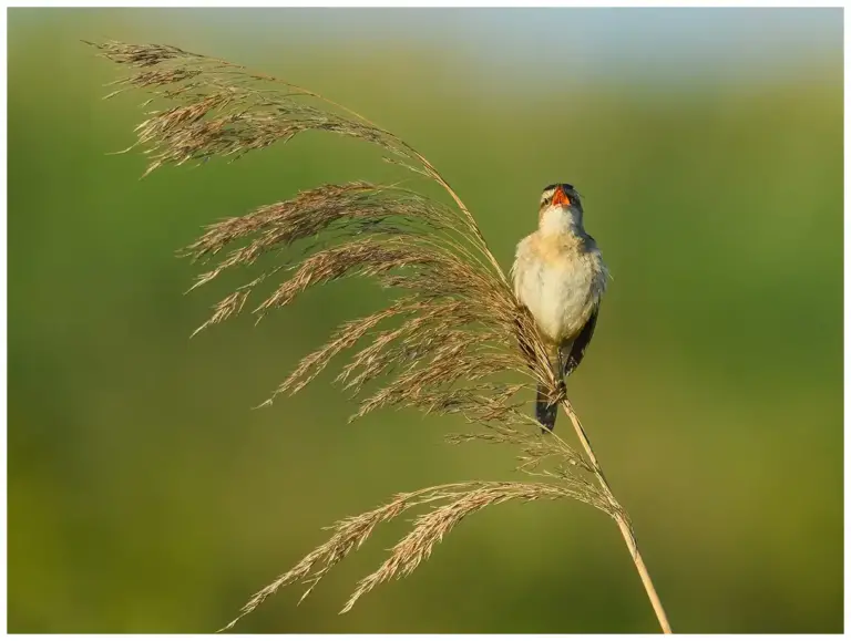 Sävsångare - (Sedge Warbler)