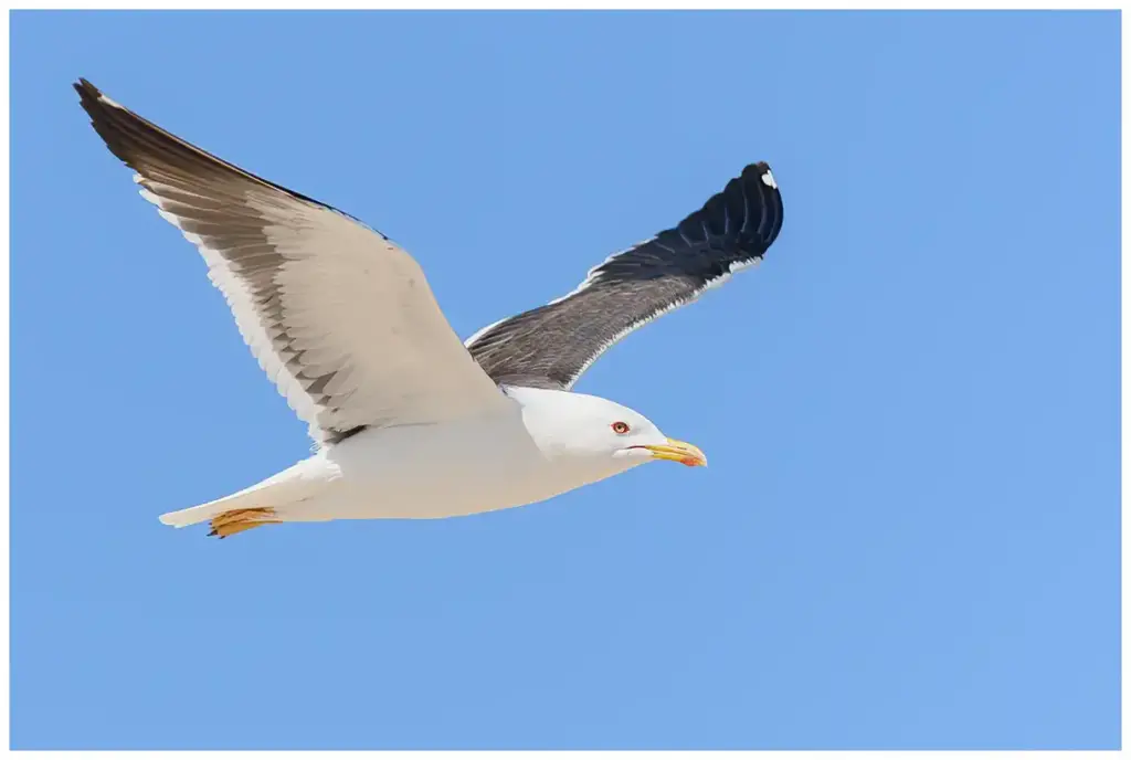 Silltrut - (Lesser Black-backed Gull) - flyger mot blå himmel